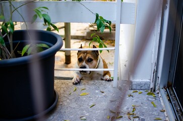 Naklejka premium Brown and white Pitbull dog looking from behind white fence and plant pot