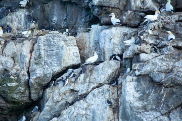 Morus bassanus, Gannet, spotted off the coast of Dublin, Ireland