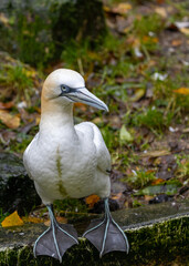 Morus bassanus, Gannet, spotted off the coast of Dublin, Ireland