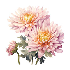 Obraz premium Soft Pastel Pink Chrysanthemum Flower Botanical Watercolor Painting Illustration