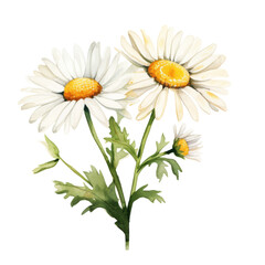 Daisy ,illustration watercolor Flower .