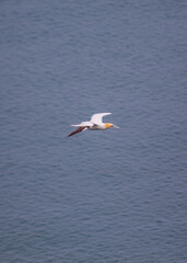 Morus bassanus, Gannet, spotted off the coast of Dublin, Ireland