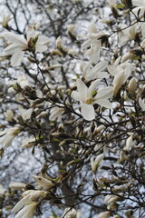 a blooming magnolia tree  © Olena