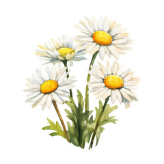 Fototapeta na wymiar Daisy ,illustration watercolor Flower .