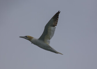 Morus bassanus, Gannet, spotted off the coast of Dublin, Ireland