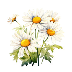 Daisy ,illustration watercolor Flower .