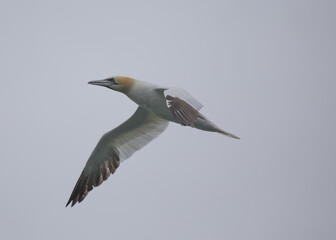 Morus bassanus, Gannet, spotted off the coast of Dublin, Ireland