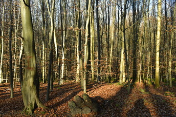 Jeunes hêtres au tronc très élancé dans la forêt de Soignes à Groenendael au sud-est de Bruxelles  - obrazy, fototapety, plakaty
