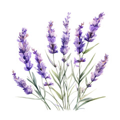 Naklejka premium Purple Lavender Flower Botanical Watercolor Painting Illustration
