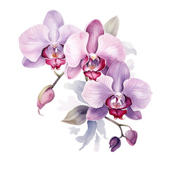 Purple Orchid Flower Botanical Watercolor Painting Illustration