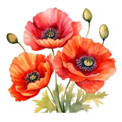 Obraz premium Red Poppy Flower blooming ,illustration watercolor , Flower watercolor poppies have become a symbol of remembrance of soldiers who have died during wartime.