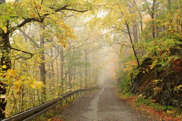 A forest path through the autumn beech forest on a foggy weather