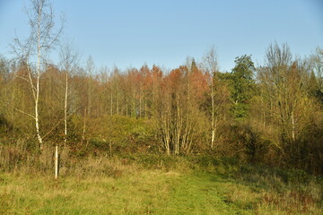 Obraz premium Végétation à la fin de l'automne dans l'une des clairières de la forêt de Soignes à Groenendael au sud)est de Bruxelles 