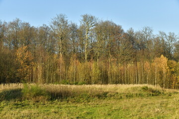Obraz premium Végétation à la fin de l'automne dans l'une des clairières de la forêt de Soignes à Groenendael au sud)est de Bruxelles 