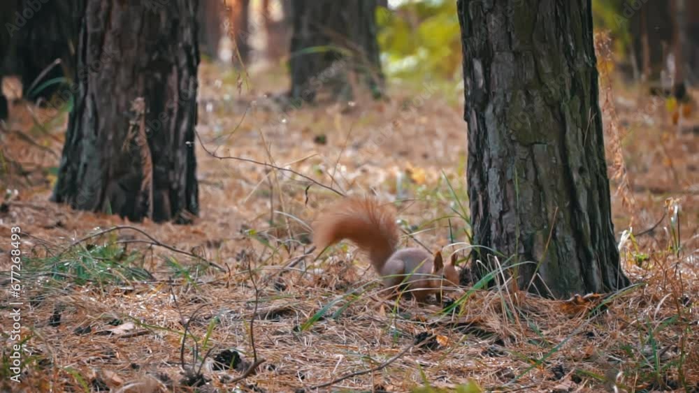 Poster cute red squirrel runs through the forest in search of food. a small playful squirrel walks between 
