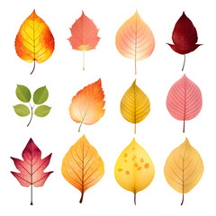Obraz premium colorful autumn leaves on a white background. fallen yellow, orange, withered leaf.