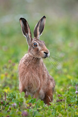 Brown Hare (Lepus europaeus) in summer meadow - 677269431