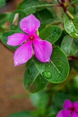 Vertical closeup of a purple Common Periwinkle flower wet from raindrops
