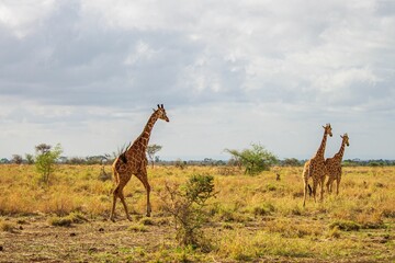 Herd of Giraffes on a savannah field under a cloudy sky