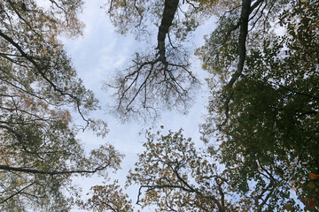 Looking up Beech trees in Autumn
