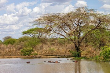Bloat of Hippos submerged in a river of a savannah during a hot day