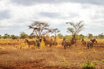 Fototapeta na wymiar Group of zebras in Africa