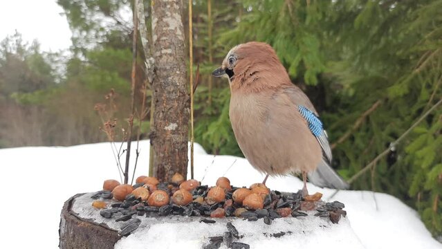A vigilant Eurasian jay, garrulus glandarius, in a winter forest on a snow-covered stump. It feeds on acorns and sunflower seeds. Beautiful bright plumage with turquoise wings.