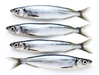 Obraz premium Fresh sardines on white background. Omega 3 fish oil concept. Freshly caught silver fish, the natural source of omega-3 for a balanced diet and healthy nutrition. Omega 3 food full of natural vitamins