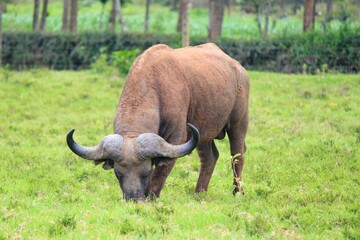 African buffalo (Syncerus caffer) grazing in a fresh field on a summer day