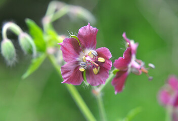 Geranium growing in the wild