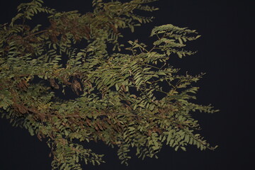 Fototapeta na wymiar fern in the dark