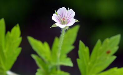 Siberian geranium (Geranium sibiricum) grows in nature