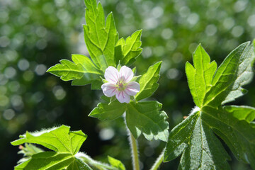 Siberian geranium (Geranium sibiricum) grows in nature