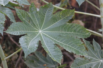 leaf on the ground