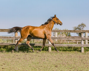 Fototapeta premium A Thoroughbred racehorse in a pasture trotting along a board fence with a blue sky. 