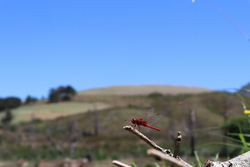 Close-up of a red different-winged dragonfly (Anisoptera) resting on a branch of a tree