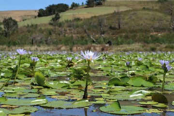 Pond with blue water lilies (Nymphaea caerulea) on a sunny day © Wirestock