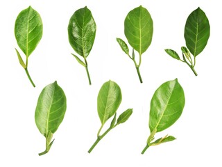 green leaves isolated on white