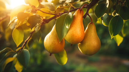Branch of ripe organic cultivar of pears close-up in the summer garden.Generative AI - obrazy, fototapety, plakaty