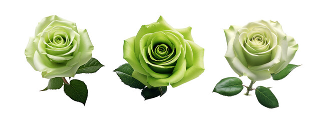 Set of green rose flowers isolated on transparent background 