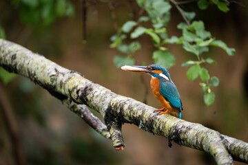 Closeup of a Common kingfisher perched on the branch with a blurry background