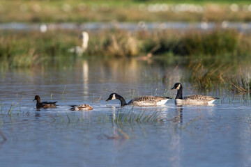 Canada Goose, Branta canadensis birds on Marshes at winter time