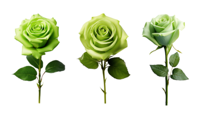 Set of green rose flowers isolated on transparent background 
