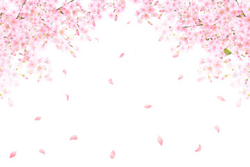 美しい薄いピンク色の桜の花と花びら春の水彩白バックフレーム背景素材イラスト - obrazy, fototapety, plakaty