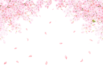 Fotobehang 美しい薄いピンク色の桜の花と花びら春の水彩白バックフレーム背景素材イラスト © Merci