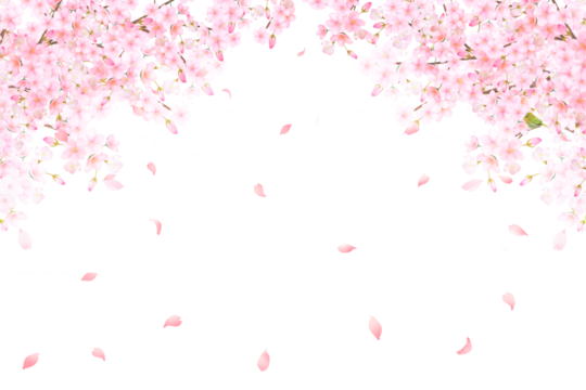 美しい薄いピンク色の桜の花と花びら春の水彩白バックフレーム背景素材イラスト