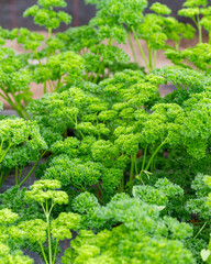 Curly parsley plants (Petroselinum crispum) grown in a greenhouse ready to harvest