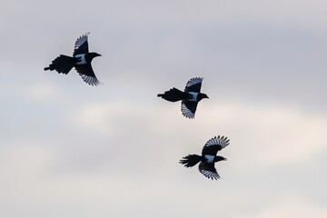 Eurasian Magpie, Pica pica, birds in flight
