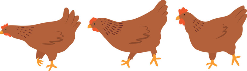 Domestic chickens vector element. Farming illustration. Hand drawn set