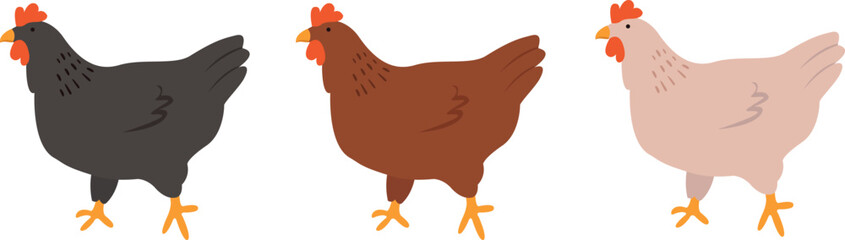 Domestic chickens vector element. Farming illustration. Hand drawn set